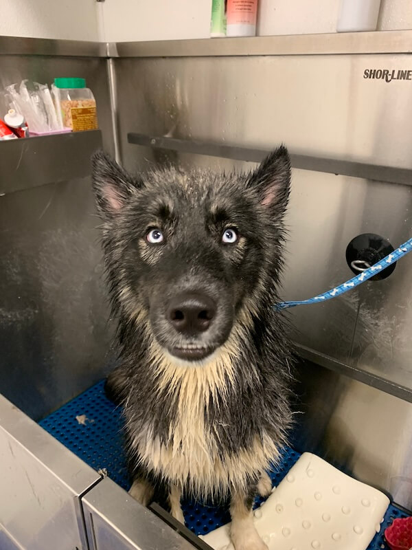 IMG_1426 fluffy dog standing in bath basin