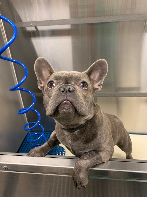 IMG_1448 gray frenchie dog standing in bath basin
