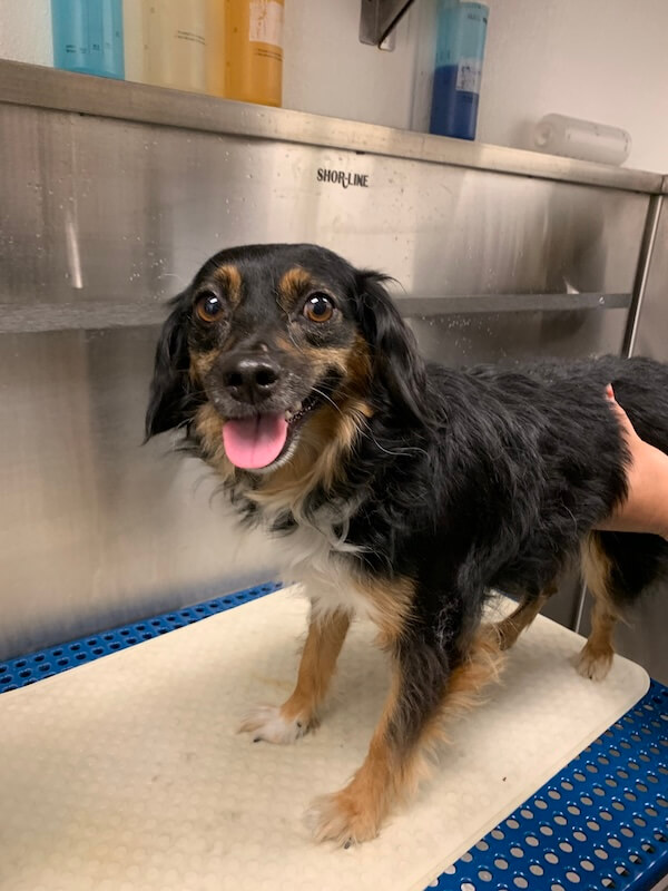 IMG_1548 happy dog being bathed by a professional groomer