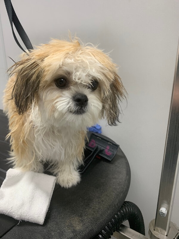 IMG_1624 small dog just after receiving a bath by a professional groomer