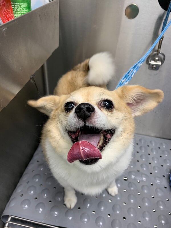 IMG_1644 small happy dog in bath basin at the groomer