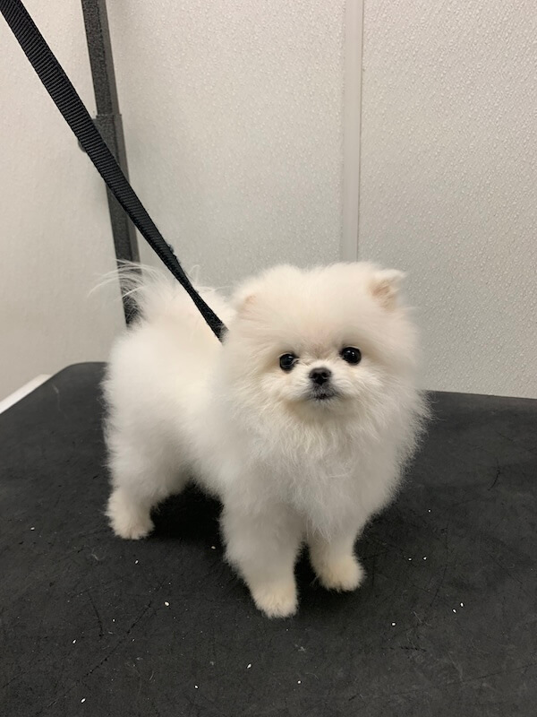 IMG_2189 fluffy white freshly-groomed dog standing on groomer's table