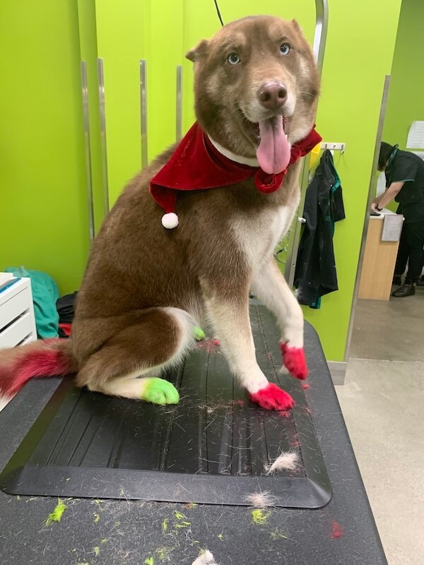 IMG_2361 brown and white dog wearing a costume and showing off matching colored paws