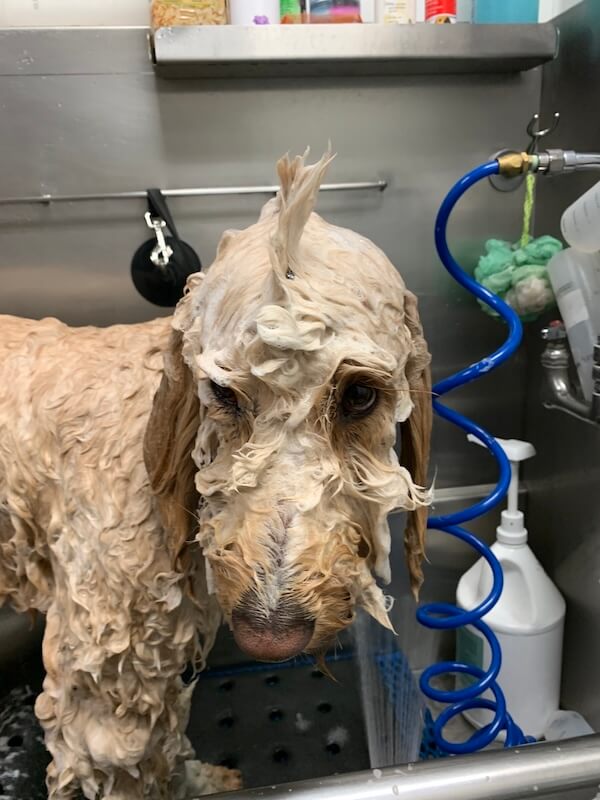 IMG_2441 dog being bathed by a professional groomer