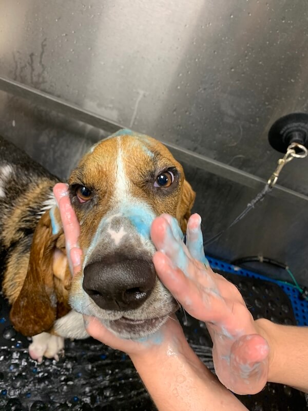 IMG_3545 basset hound dog receiving a bath