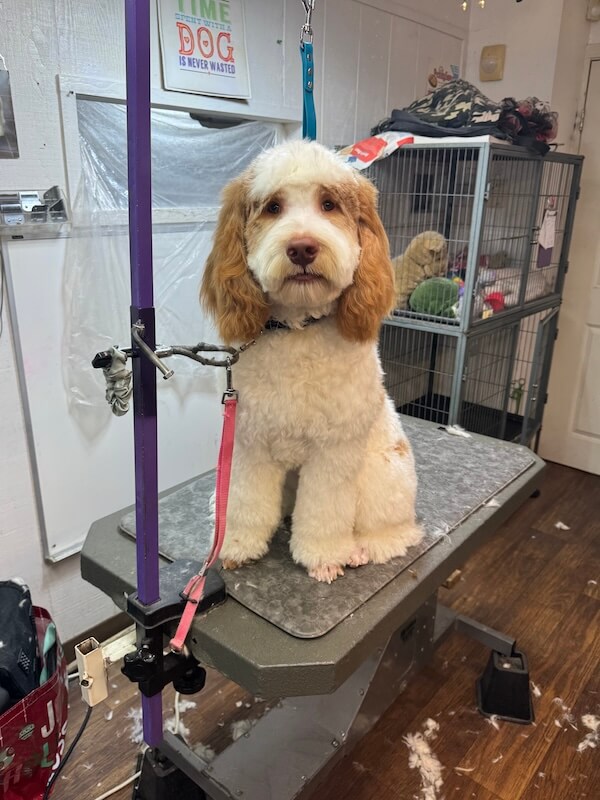 IMG_7057 brown and white freshly-groomed dog sitting on groomer's table