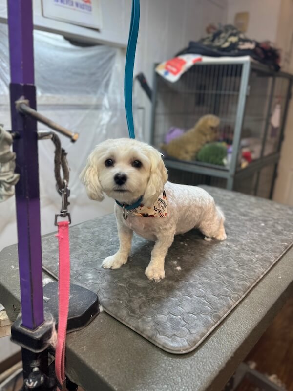 IMG_7071 small white freshly-groomed dog sitting on groomer's table