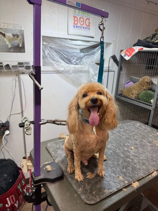IMG_7173 happy freshly-groomed dog sitting on groomer's table