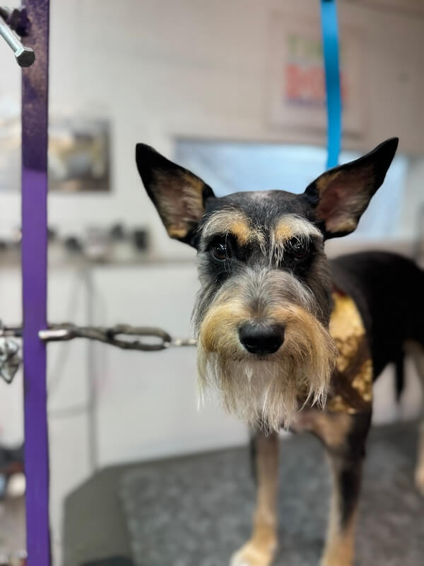 IMG_7183 freshly-groomed schnauzer dog standing on groomer's table