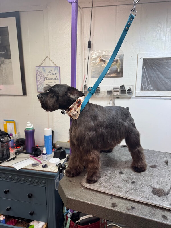 IMG_7357 freshly-groomed black schnauzer dog sitting on groomer's table
