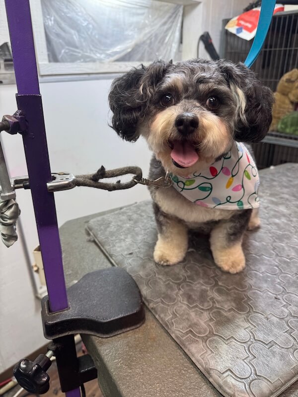 IMG_7811(1) happy freshly-groomed dog sitting on groomer's table
