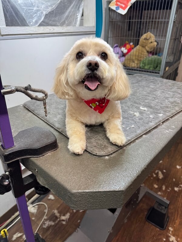 IMG_7851 happy freshly-groomed dog sitting on groomer's table