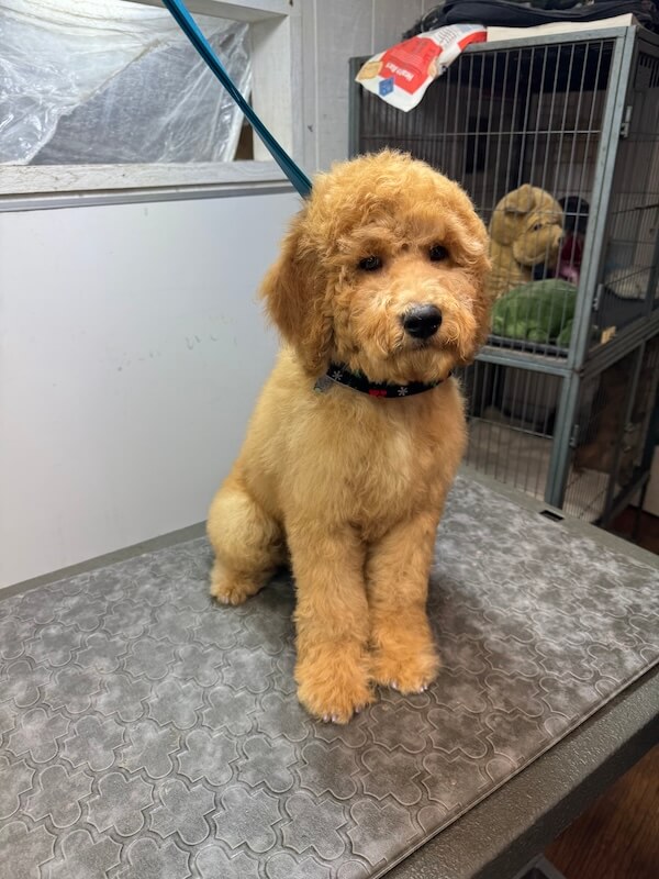 IMG_7876 freshly-groomed dog peacefully sitting on groomer's table