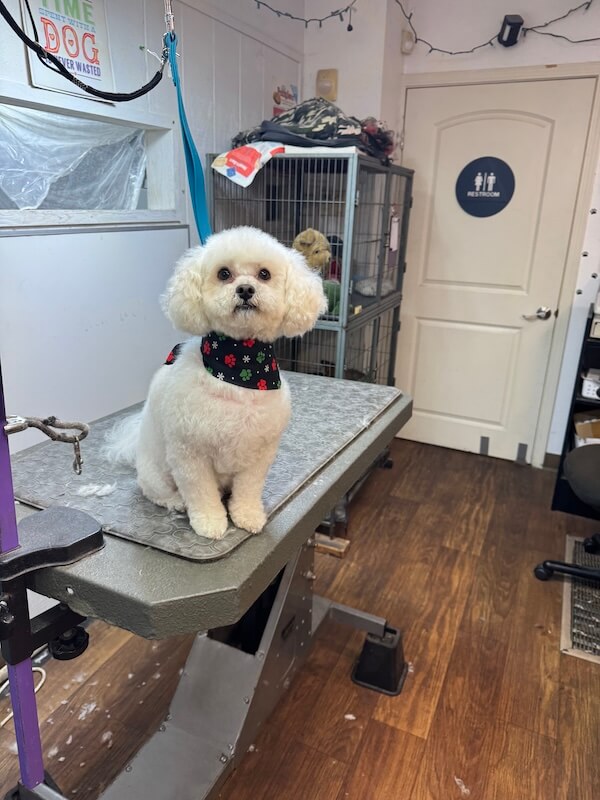 IMG_7884 fluffy white freshly-groomed dog sitting on groomer's table