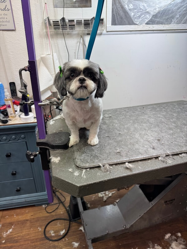 IMG_7902(1) happy freshly-groomed dog sitting on groomer's table