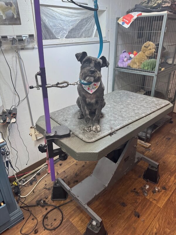 IMG_7932 freshly-groomed gray schnauzer dog sitting on the groomer's table