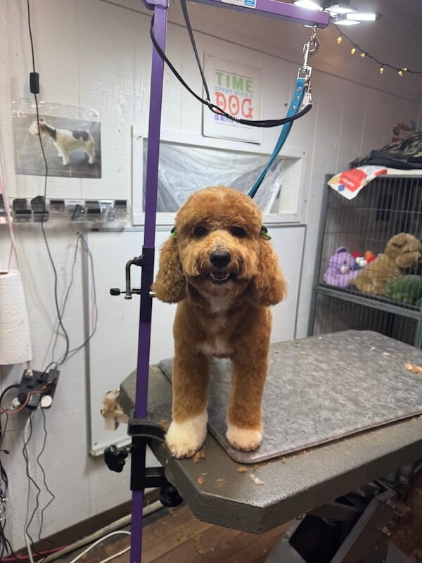 IMG_7947 happy freshly-groomed dog sitting on groomer's table