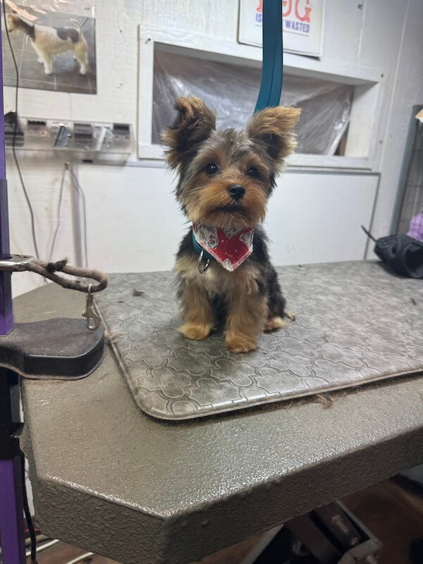 IMG_7954 happy freshly-groomed yorkie dog sitting on groomer's table