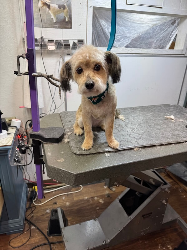 IMG_7964 happy freshly-groomed dog sitting on groomer's table