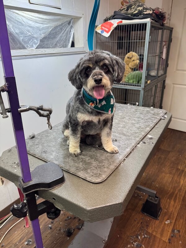 IMG_7975 happy freshly-groomed dog sitting on groomer's table