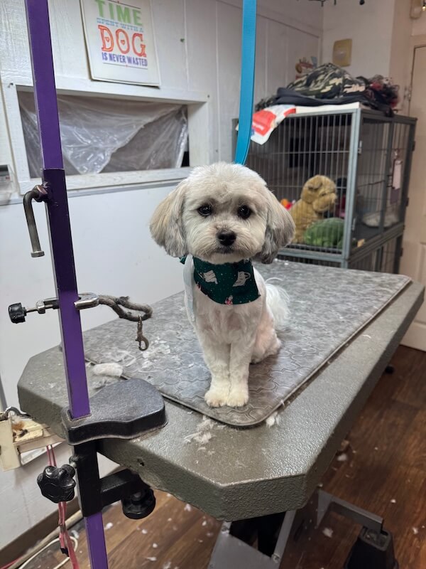 IMG_7978 small fluffy freshly-groomed dog sitting on groomer's table