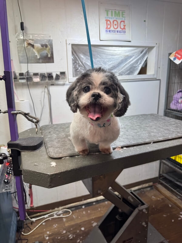 IMG_8014 happy freshly-groomed dog sitting on groomer's table