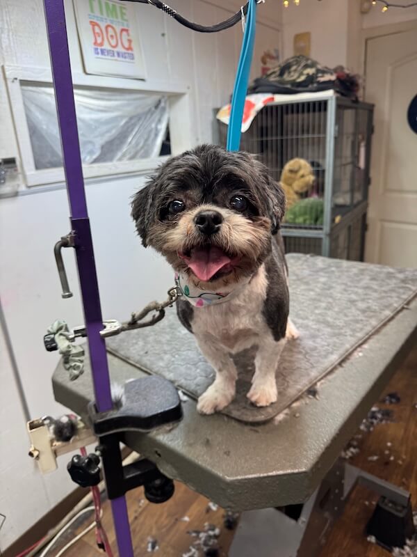 IMG_8041(1) small happy freshly-groomed dog at the groomer