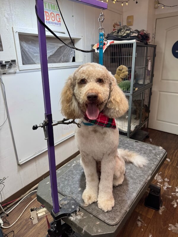 IMG_8044 happy fluffy freshly-groomed dog at the groomer